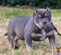 american pit bull puppy posted by Exotic Bully